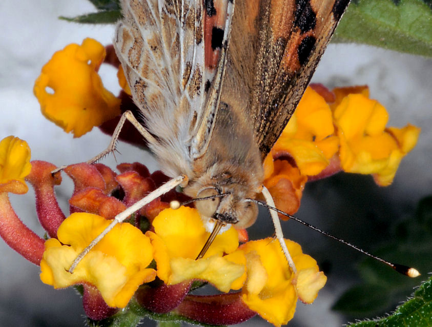 Vanessa cardui sulle lantane
